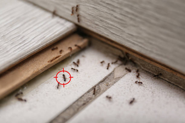 Best Insect Control  in North Aurora, IL