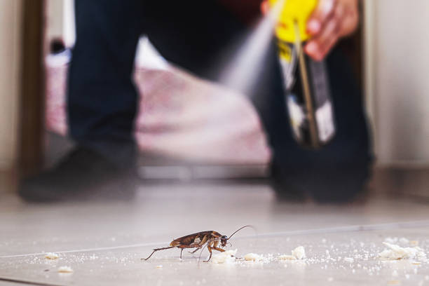 Best Wasp Removal Services  in North Aurora, IL